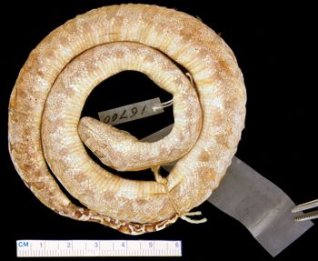 Media type: image; Herpetology R-16700